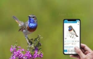New Bird ID Apps Launched